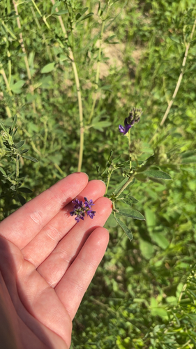 Alfalfa