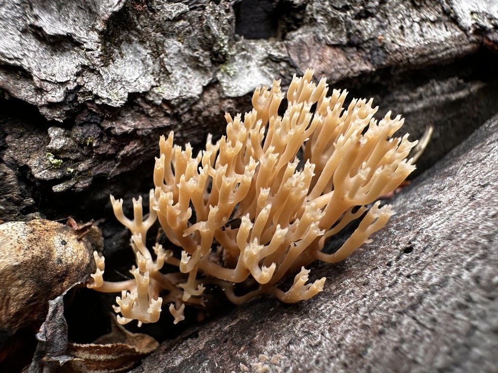 crown-tipped coral fungus · June 2026 · photo: Photo: (c) gwt2102, some rights reserved (CC BY) · iNaturalist