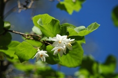 Styrax platanifolius