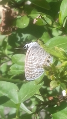 Leptotes marina