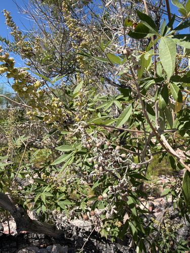 Lilac chaste tree