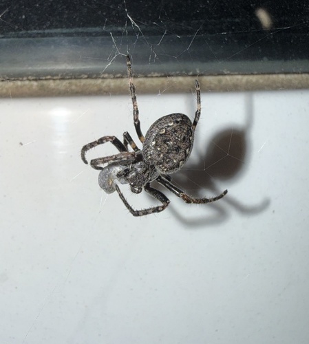 Walnut Orbweaver
