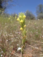 Castilleja lacera
