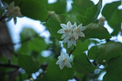 Styrax platanifolius