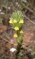 Castilleja lacera