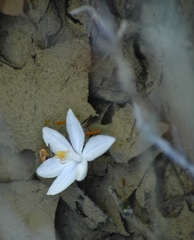 Styrax platanifolius