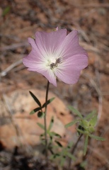Sidalcea hartwegii