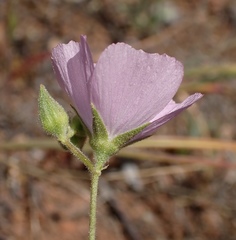 Sidalcea hartwegii