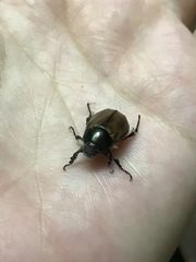 Paranomala testaceipennis