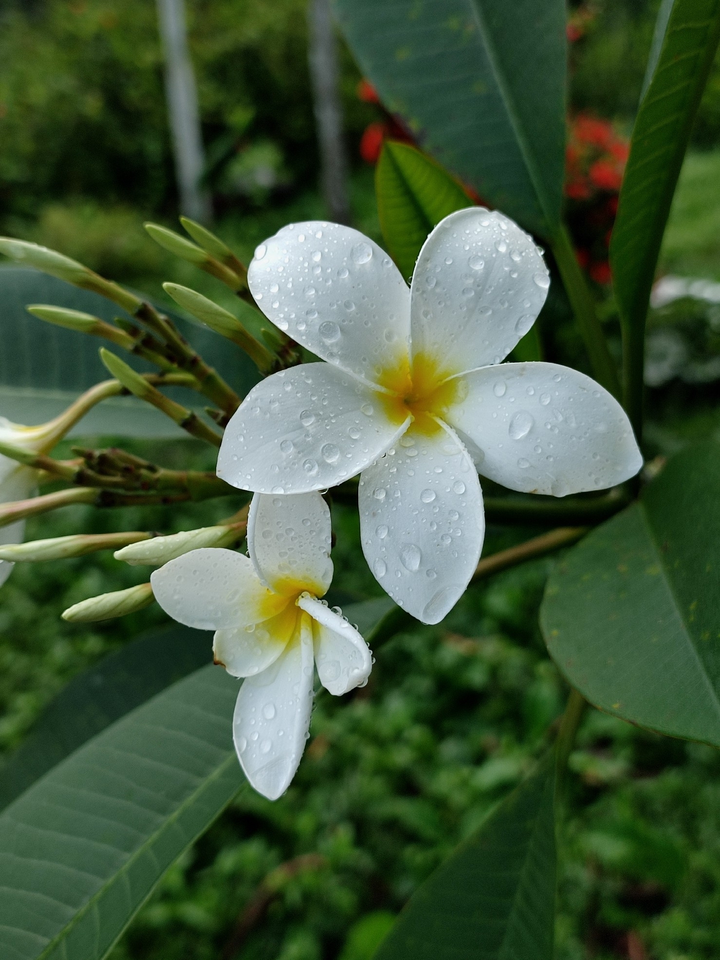 Plumeria rubra