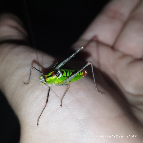 Bellied Bright Bush-cricket