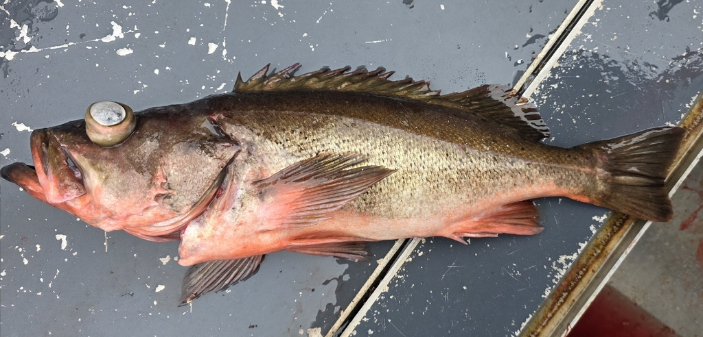 silvergray rockfish