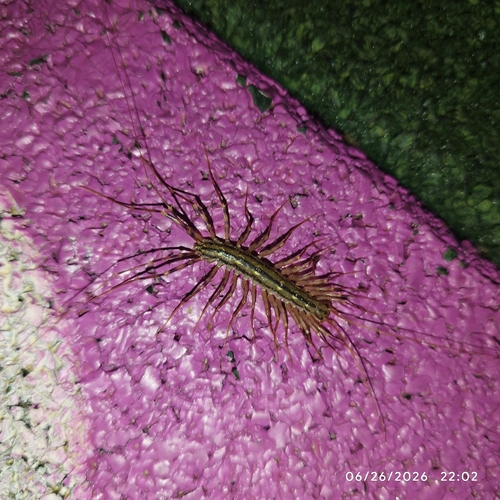 House Centipede