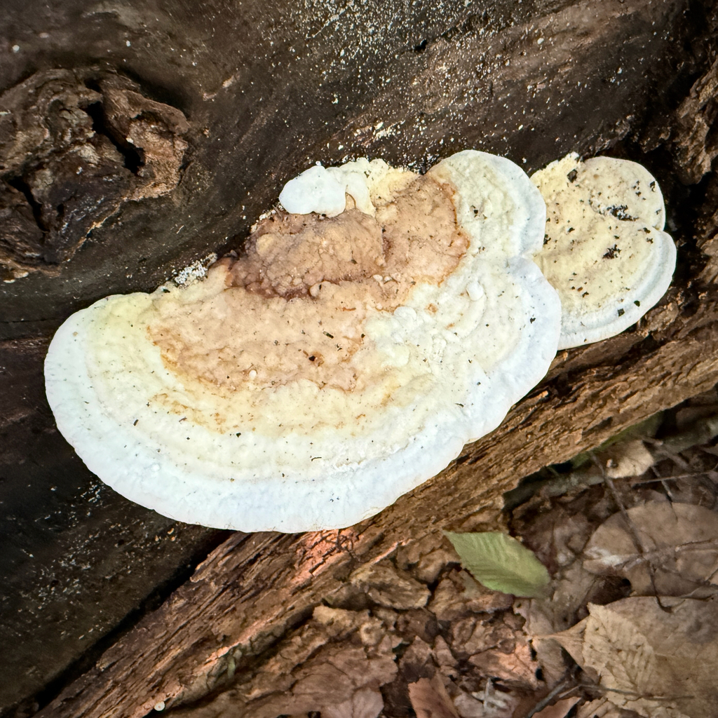 Lumpy Bracket · June 2026 · photo: Photo: (c) Caroline Kane, some rights reserved (CC BY) · iNaturalist