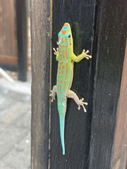 Phelsuma cepediana