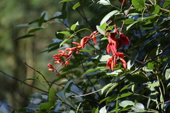 Erythrina crista-galli