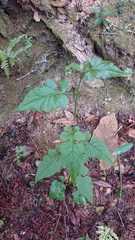 Senecio scandens incisus