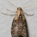 Striped Oak Webworm Moth - Photo (c) Stott Noble, some rights reserved (CC BY-NC), uploaded by Stott Noble