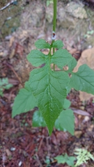 Senecio scandens incisus