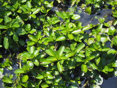 Ludwigia taiwanensis