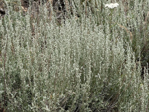 Artemisia arbuscula, photograph 6