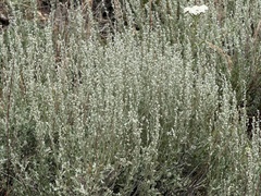 Artemisia arbuscula, photograph (c) James H. Thomas, some rights reserved (CC BY)