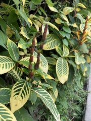 Sanchezia parvibracteata