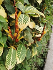 Sanchezia parvibracteata