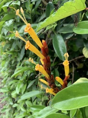 Sanchezia parvibracteata