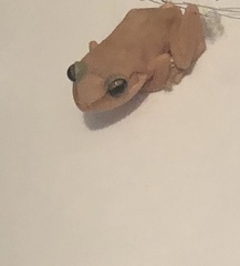 Eleutherodactylus coqui