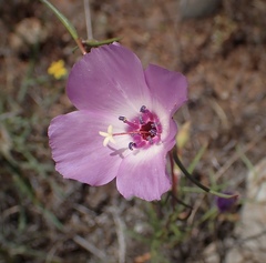 Clarkia arcuata