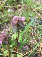 Lamium purpureum purpureum