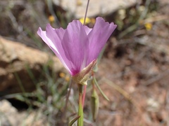 Clarkia arcuata