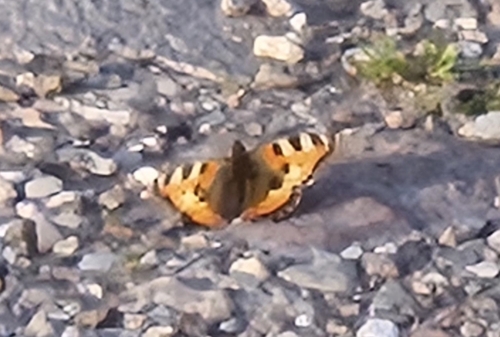 Small Tortoiseshell