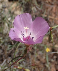 Clarkia arcuata