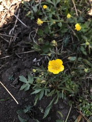 Ranunculus auricomus
