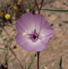Clarkia arcuata