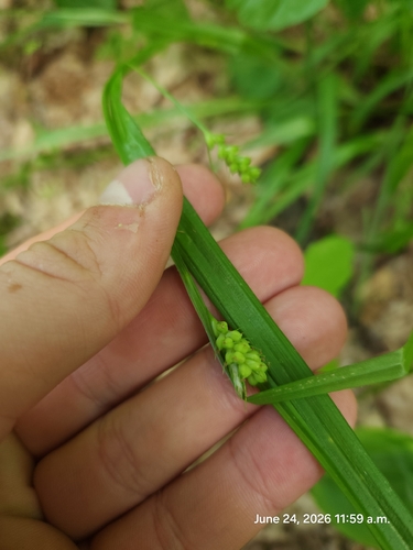 Carex blanda observed 2026-06-24