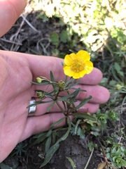 Ranunculus auricomus