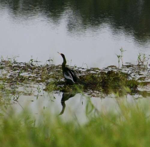 Anhinga