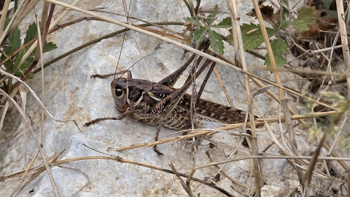 White-faced Bush-cricket