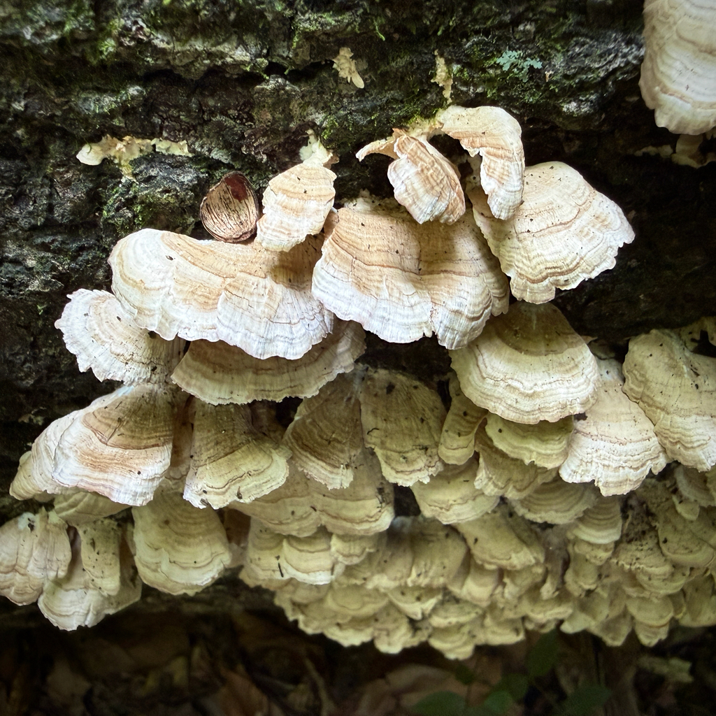 violet-toothed polypore · June 2026 · photo: Photo: (c) Caroline Kane, some rights reserved (CC BY) · iNaturalist