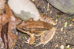 San Miguel Island Frog photo 5