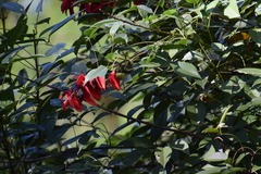 Erythrina crista-galli