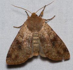 Orthosia rubescens