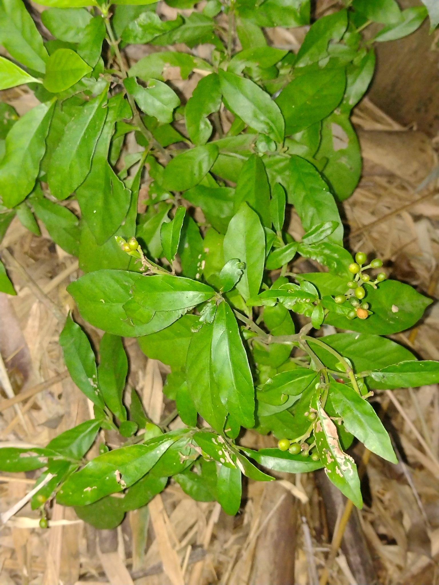 Psychotria carthagenensis