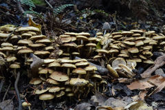 Pholiota subflammans