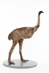 Dinornithiformes