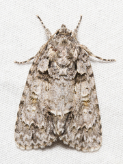 Acronicta ovata
