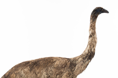 Dinornithiformes